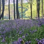 Lush bluebell woodland scene with dappled sunlight filtering through towering trees.